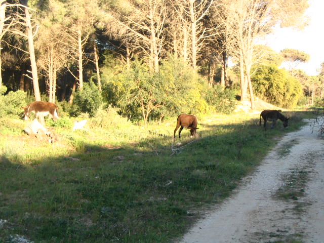 News about the forest of Mount Sand